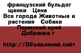 французский бульдог щенки › Цена ­ 50 000 - Все города Животные и растения » Собаки   . Пермский край,Добрянка г.